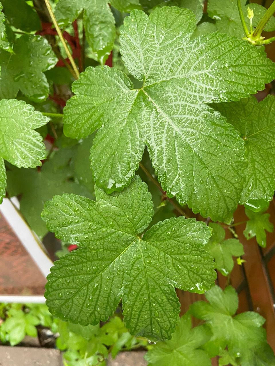 自然观察笔记48|葎草,小时叫它拉拉秧 雨天的小叶子还挺美.