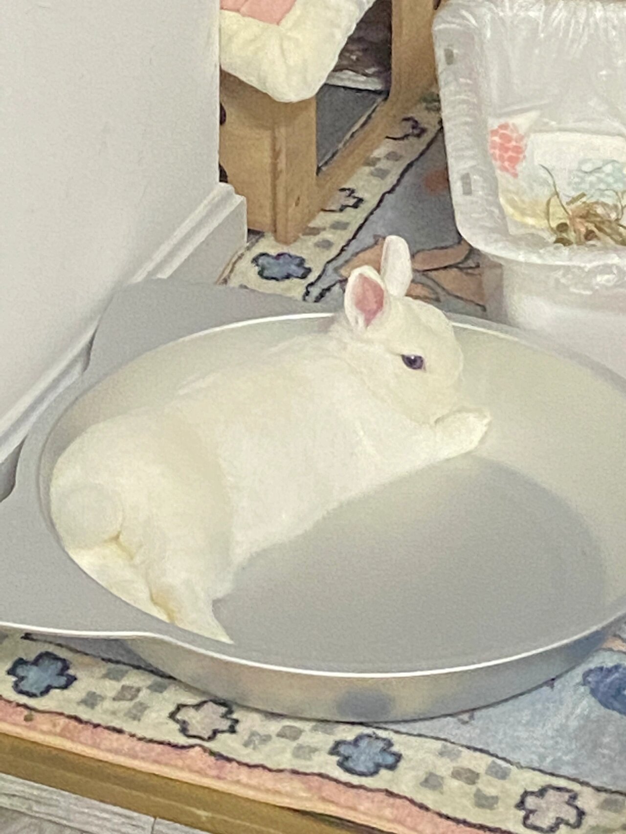 铁锅炖兔子合集