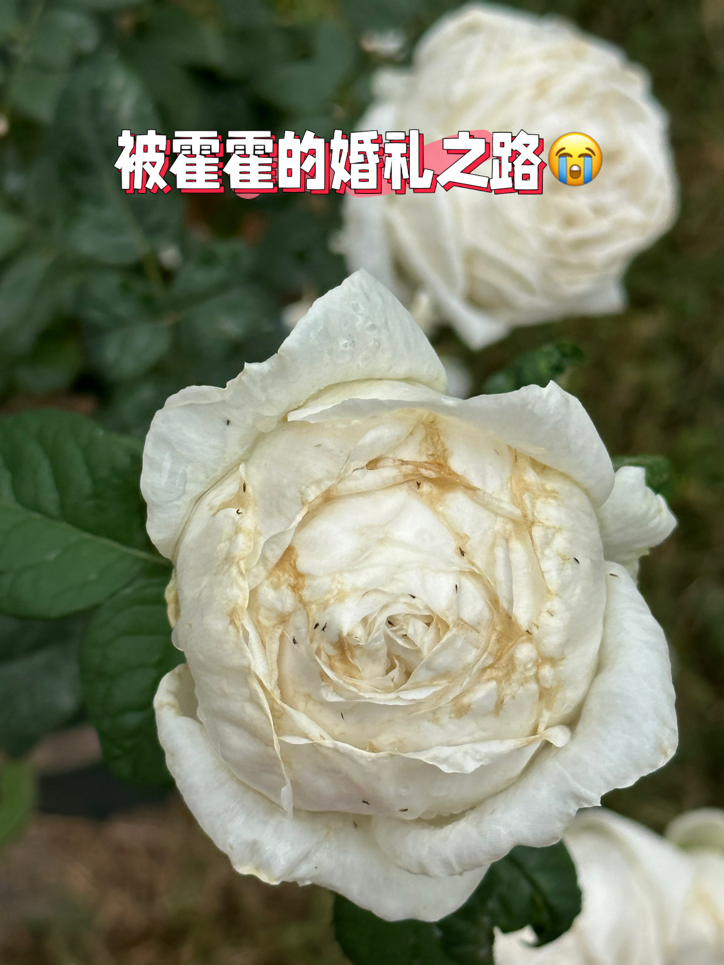 78干货整理78|月季花蓟马防治方法详细整理6015 78hello