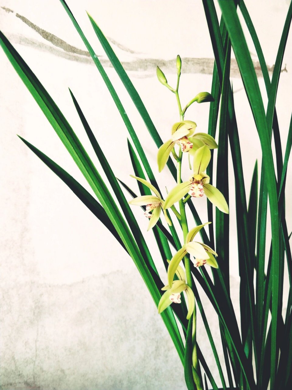 花有淡淡的清香,阳光下会浓一些,飒飒的一款兰花#国兰##建兰##金针