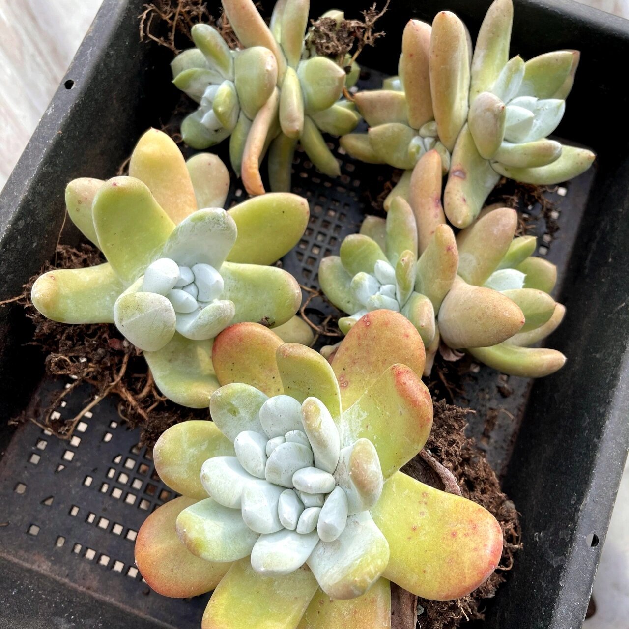 多肉仙女杯帕奇飞图,也叫拇指 国内最好的园艺品种,实生4-6年,各种