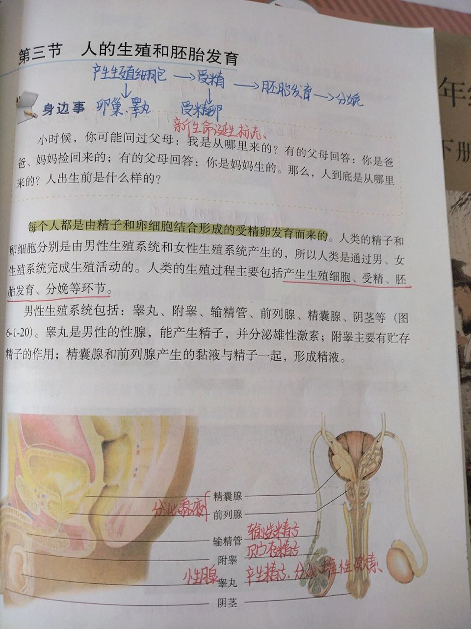 八年級下冊生物人的生殖和胚胎髮育筆記