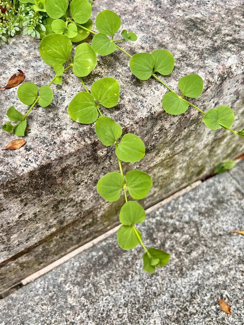 72: 荷莲豆草  荷莲豆草(drymaria cordata (linnaeus) willdenow ex