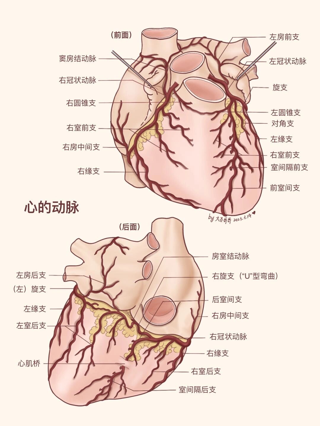 【解剖学教材重绘67】心脏终于结束了😭