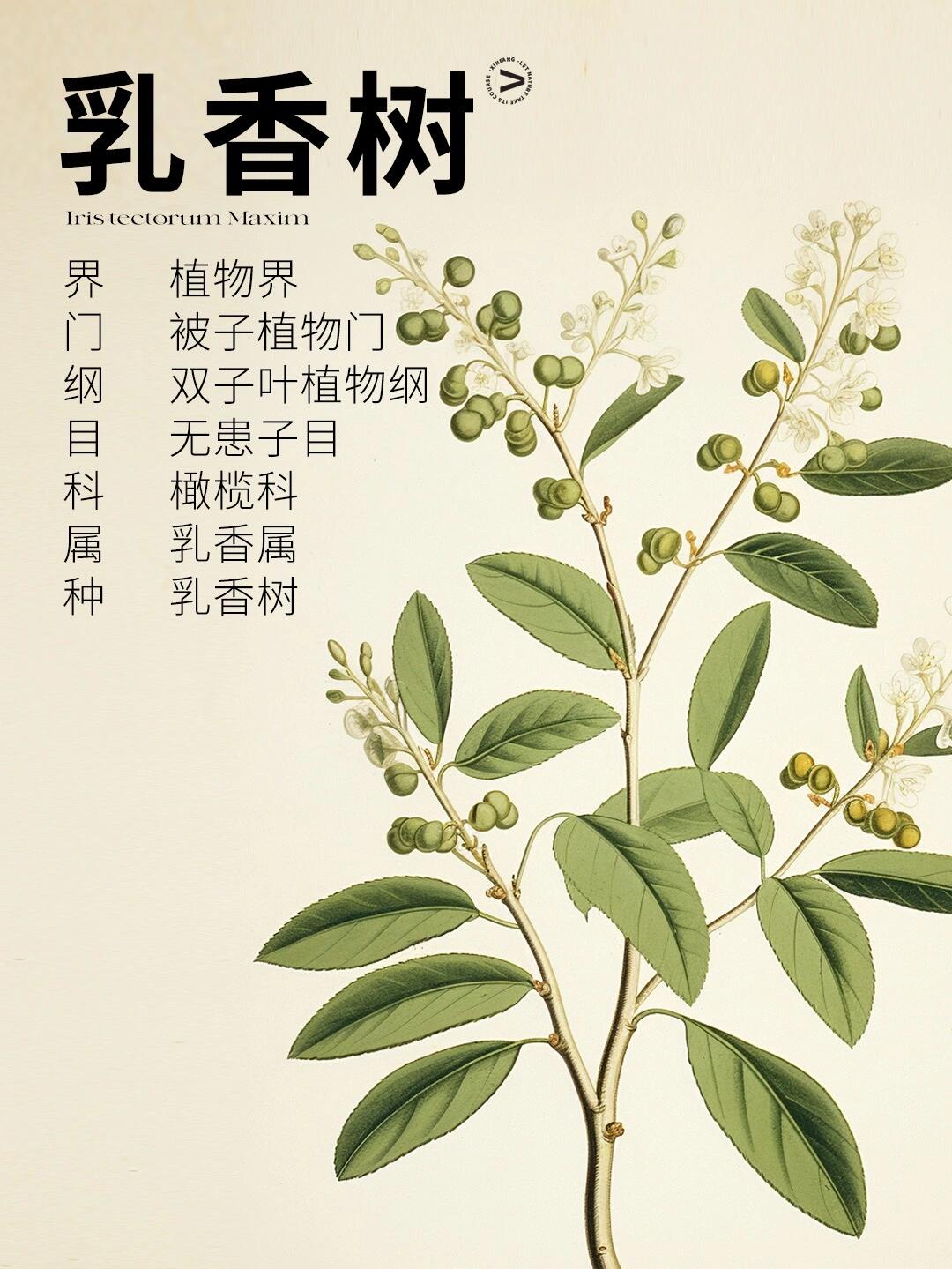 「带你认识1000种植物香」乳香树