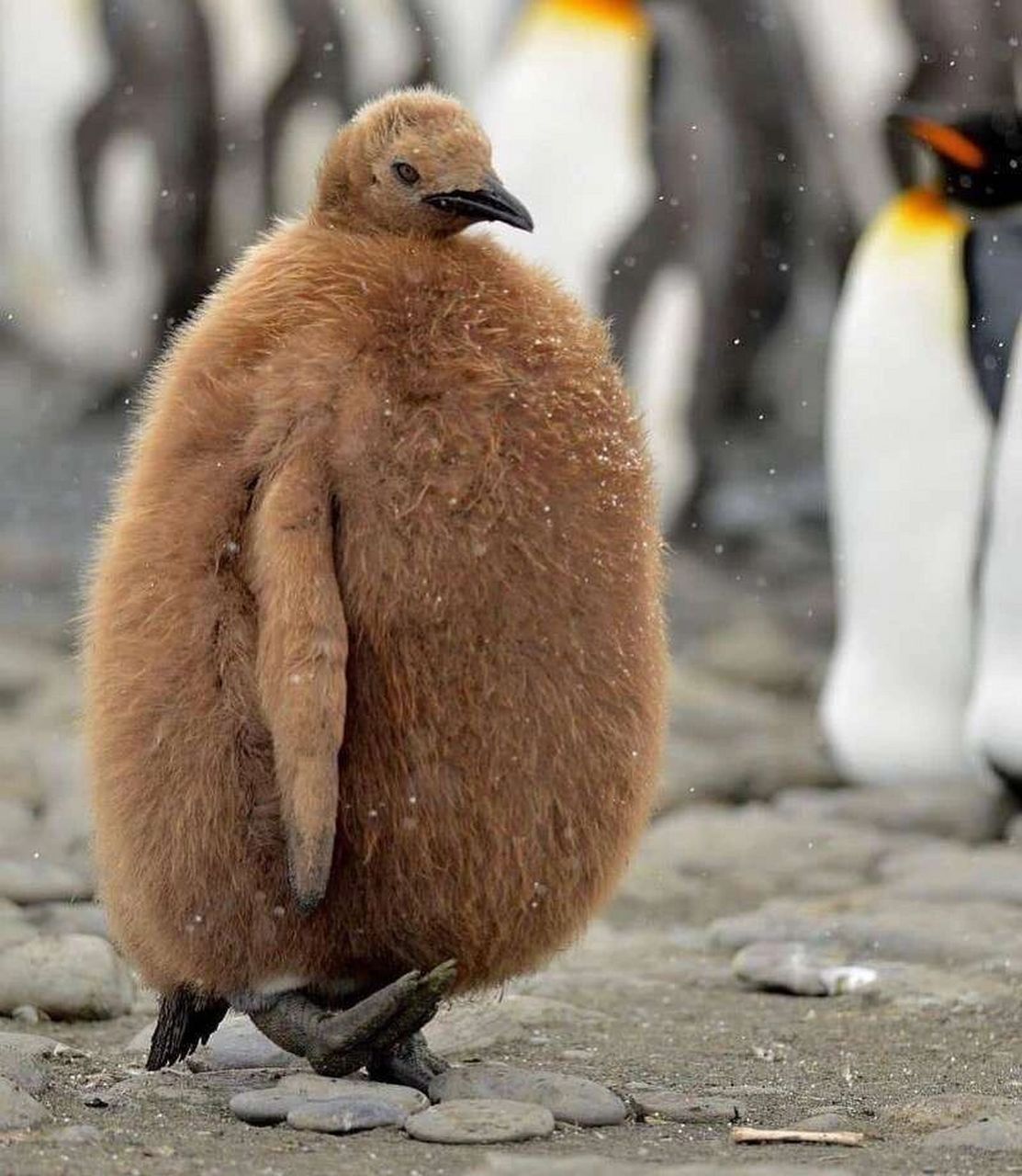 今年的新款貂皮大衣 #企鹅# #保护动物