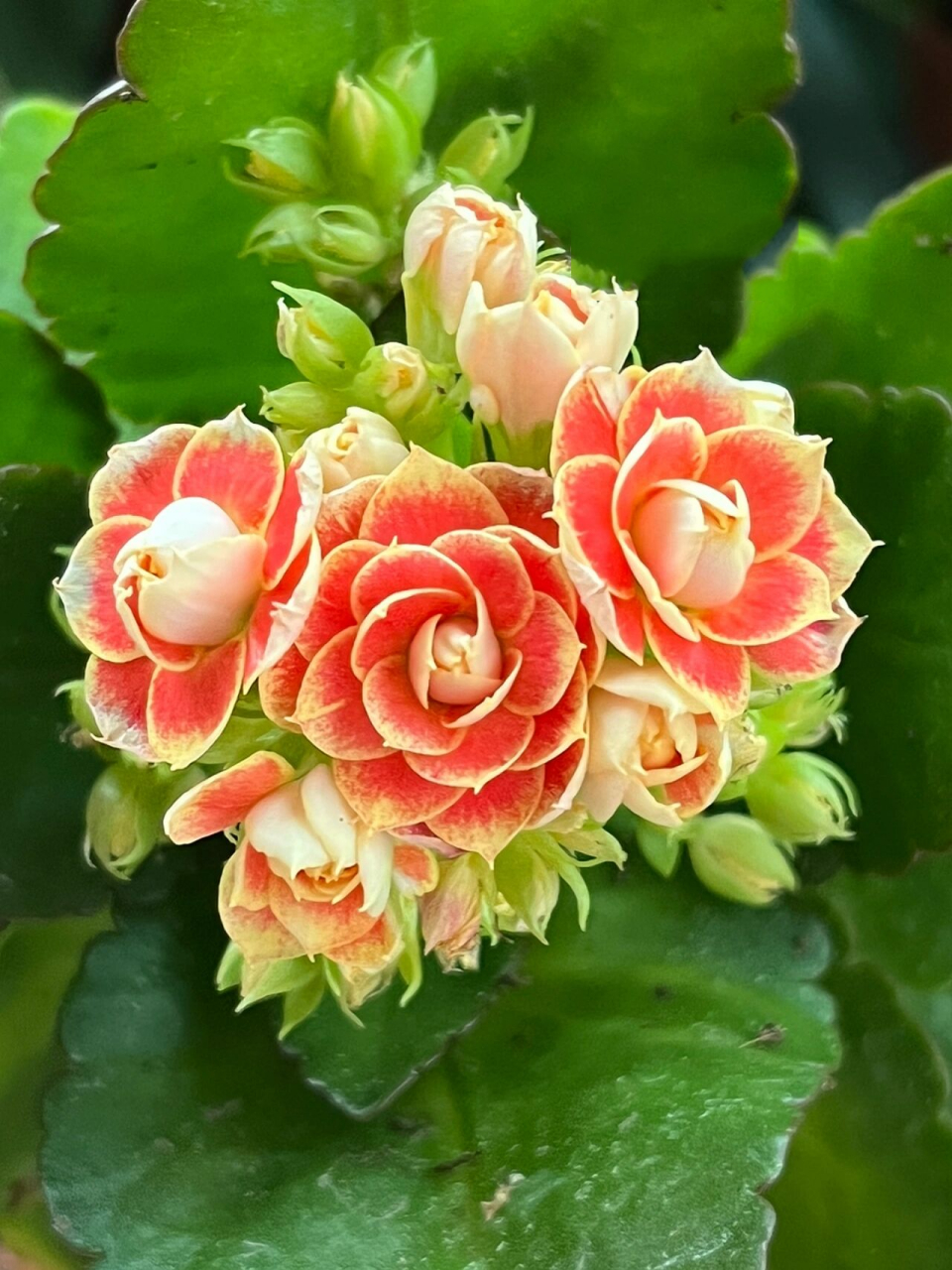 长寿花(63)传系极光/夕颜 和太阳神特别像,这个花心的红色面积更大