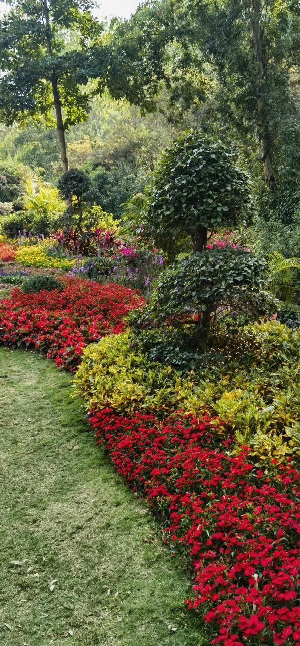 记录绽放的春天 深圳南坑水库是一个非常适合徒步旅行的地方.