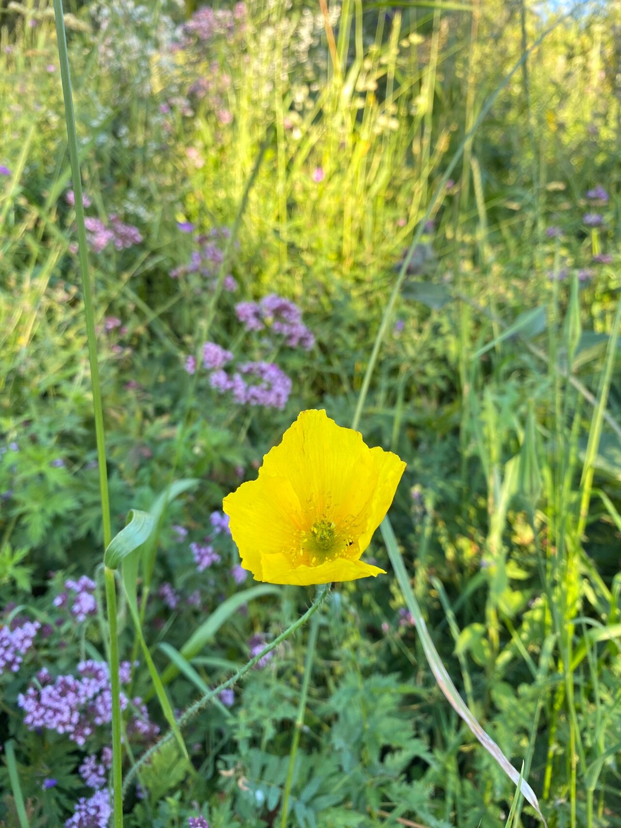 野罂粟,别名冰岛罂粟,山罂粟,冰岛虞美人