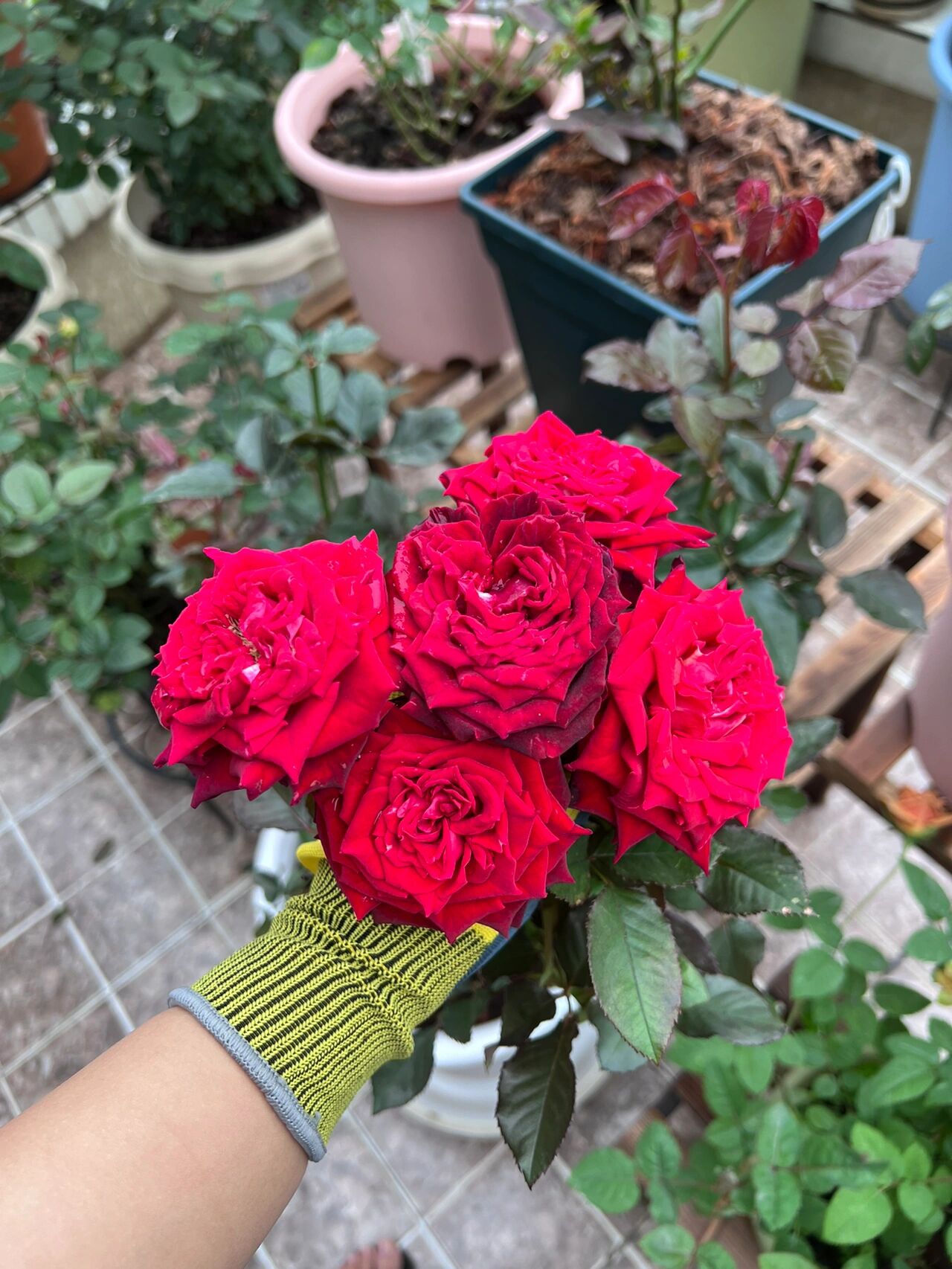 黑金月季 开到最后黑色会消退,比较红艳,同样的都很直立,基本无刺.