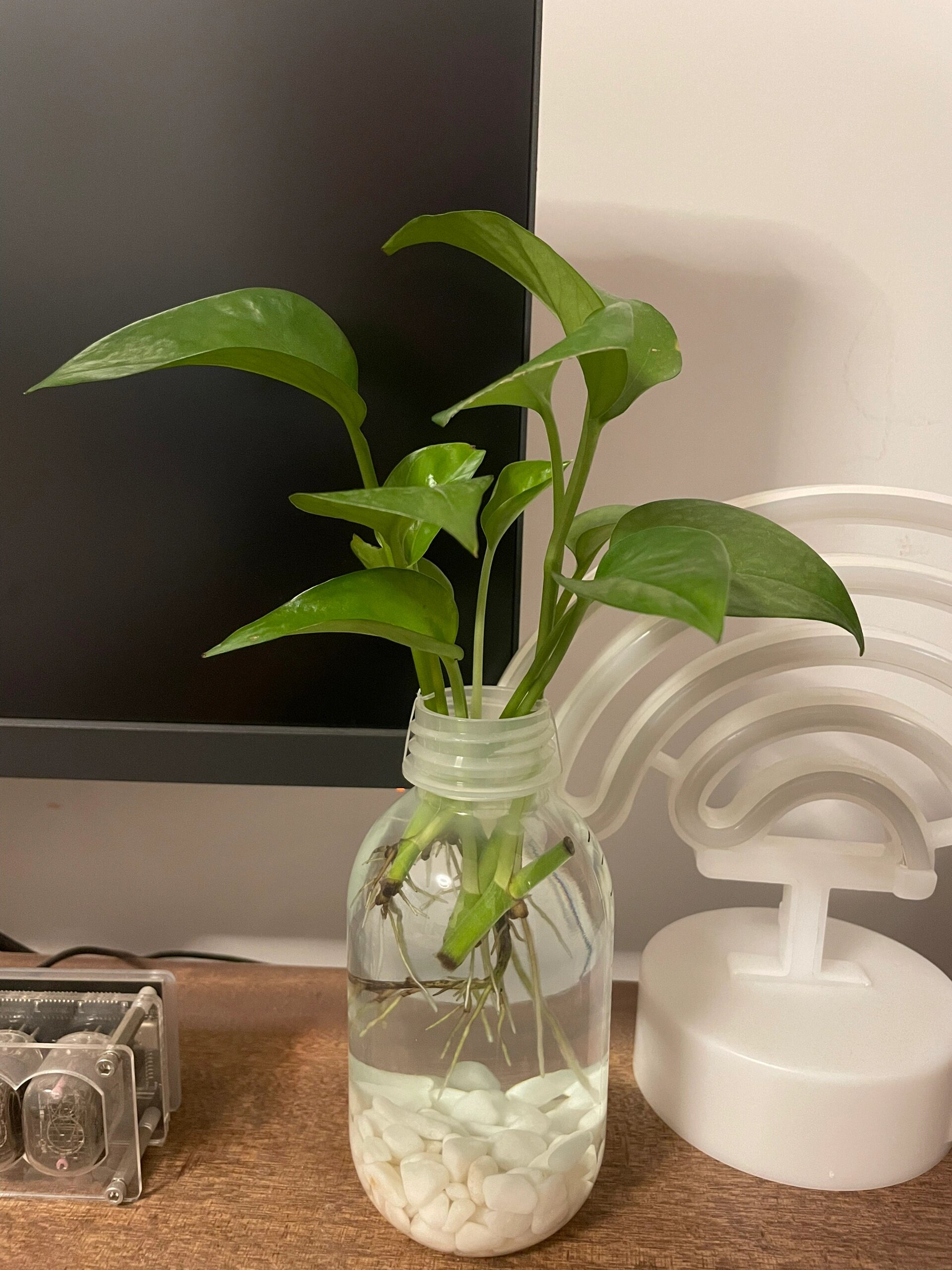 这个瓶子绿萝刚刚好