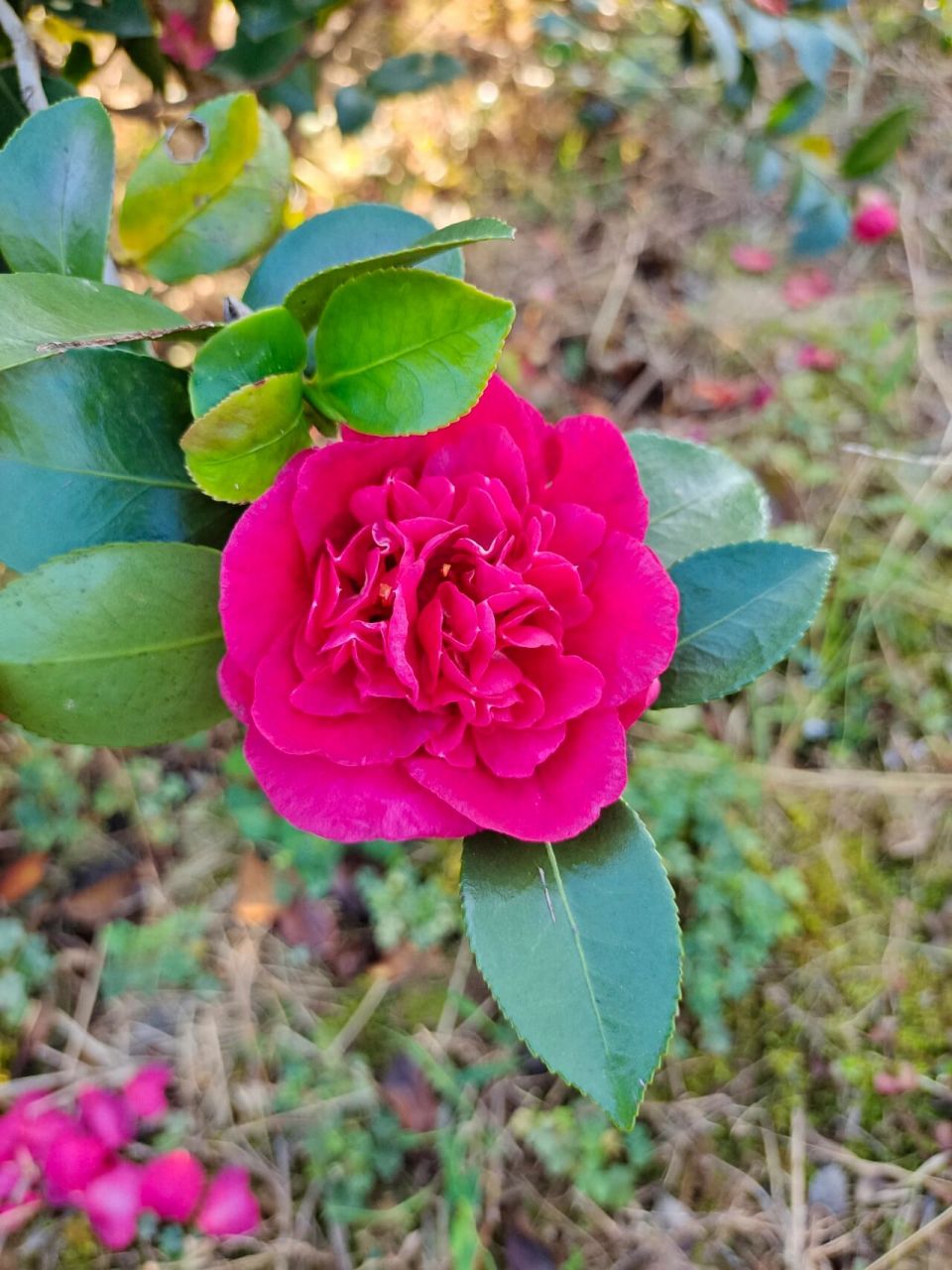 茶梅:财神 财神茶梅颜色深红,有花蜜和蜜香味,枝叶密集,叶片圆润.