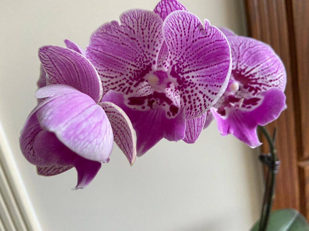 法国斑蝴蝶兰 没想到普通品种也挺惊喜的好看,龙猫大舌头,金边番茄