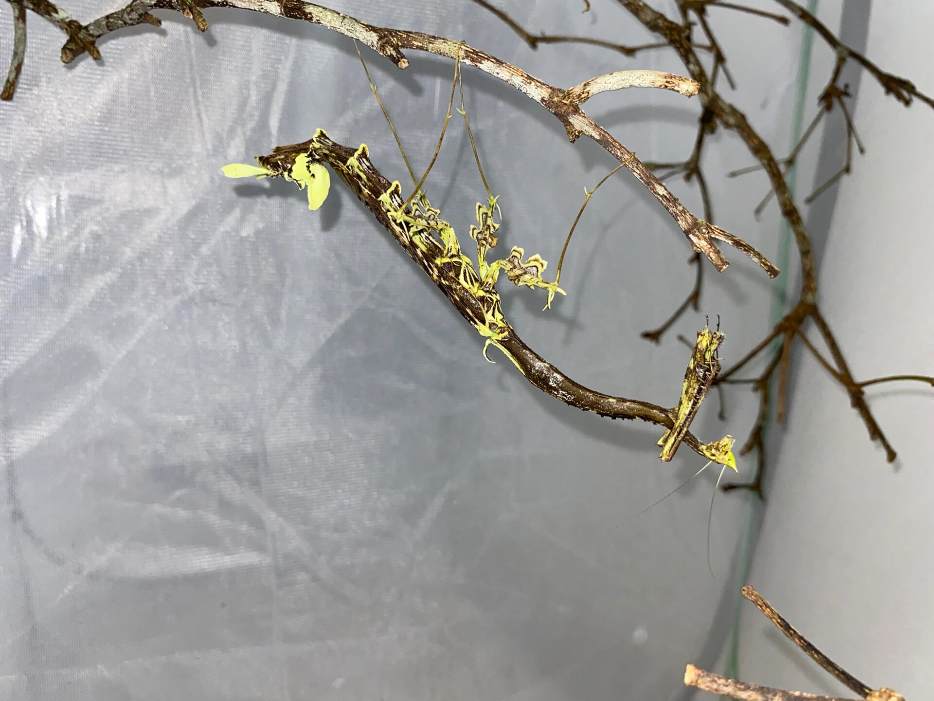 参观朋友饲养的螳螂 贝氏箭螳 蕉红箭螳 大箭螳 rf盾螳 南美叶背螳螂