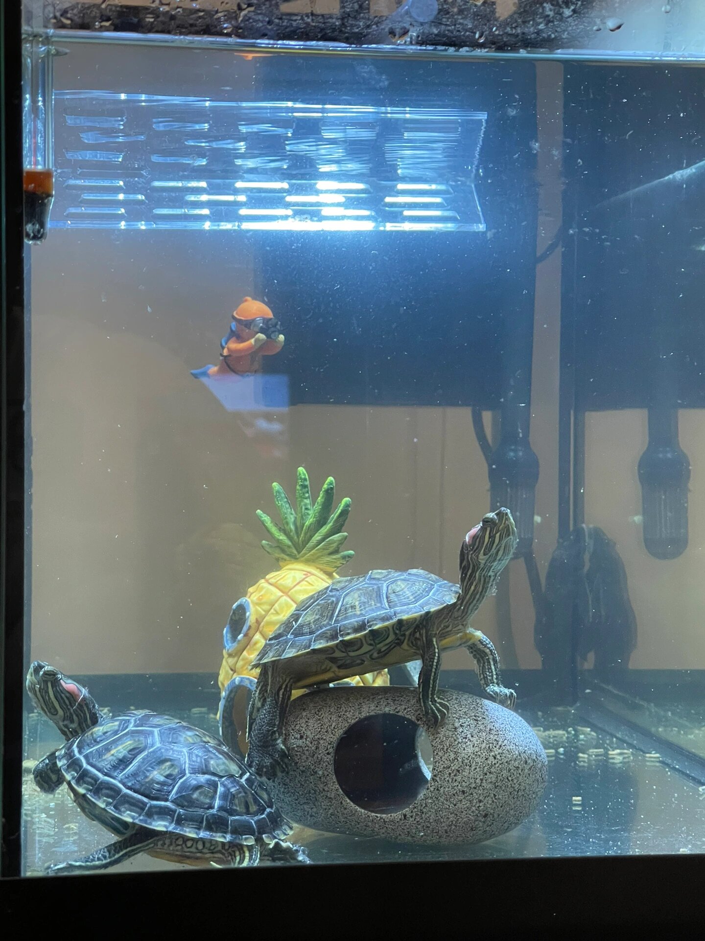 个人认为巴西龟还是要深水养