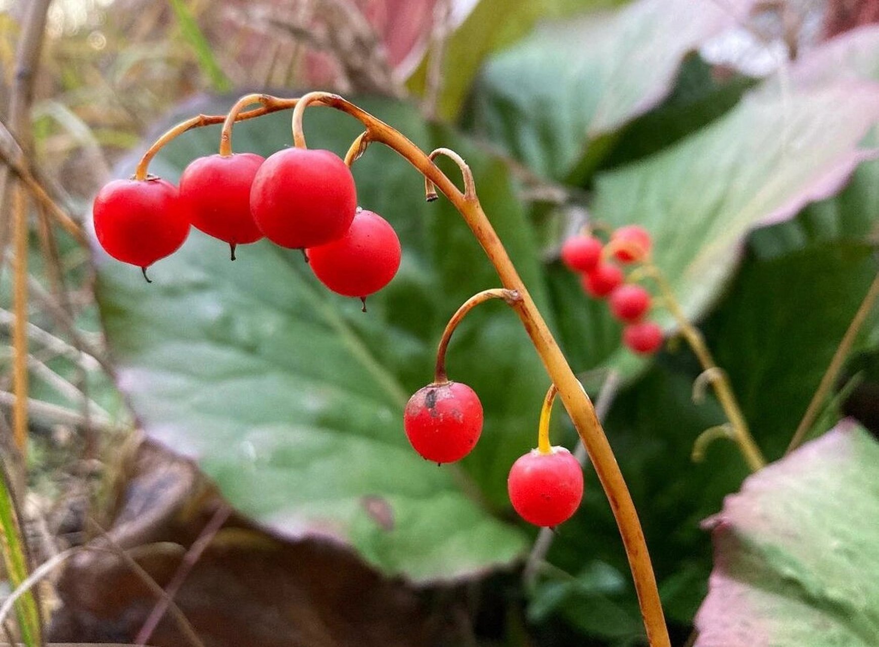 这可能是你们没见过的铃兰的果子