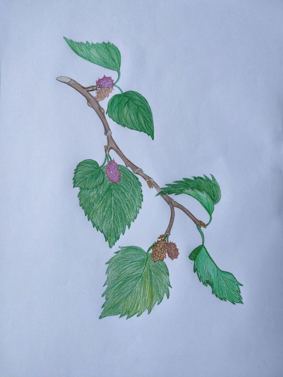 彩铅植物手绘‖桑葚 最近这天气,笔都受潮了,晕染严重,手感很不好