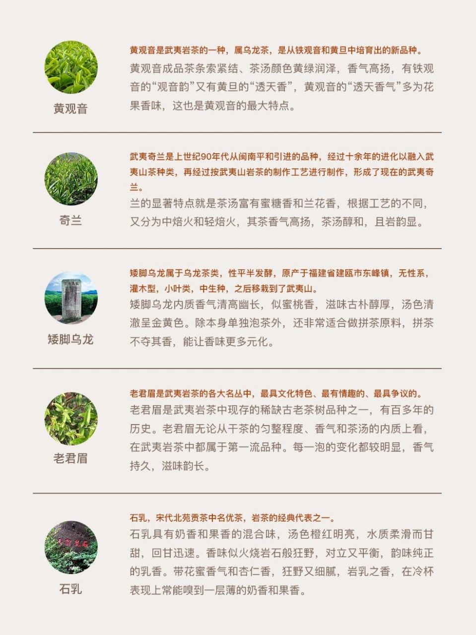 武夷岩茶十大名枞图片