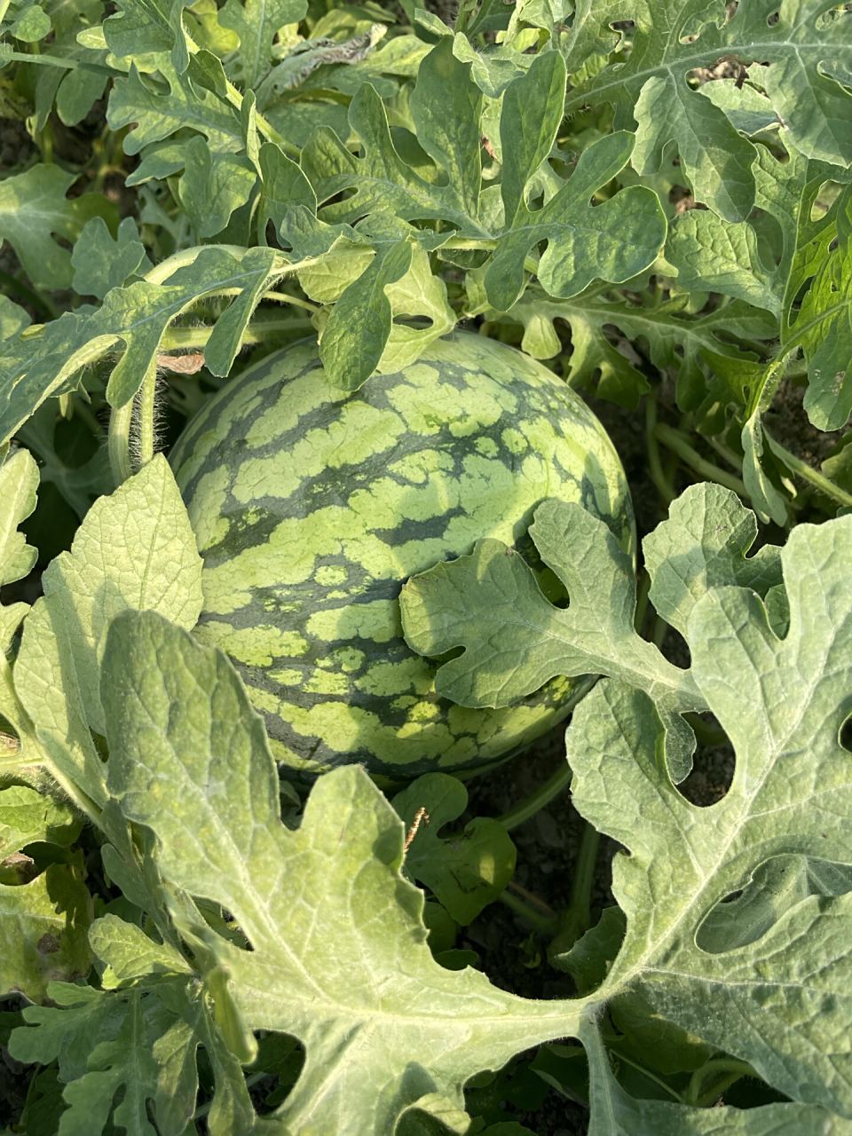 西瓜地里摘西瓜