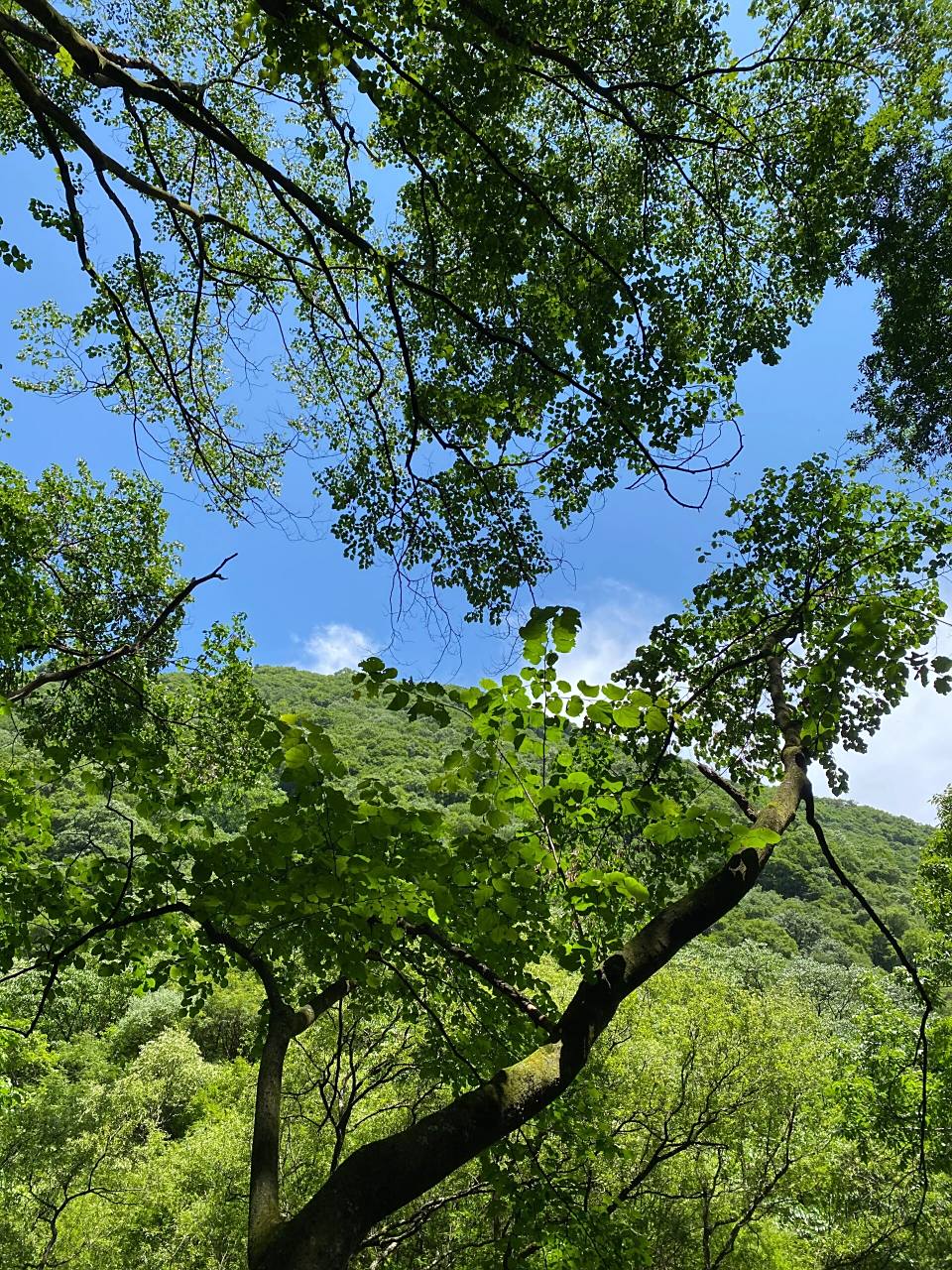 西安夏天爬山避暑胜地———太平国家森林公园 太平国家森林公园位于