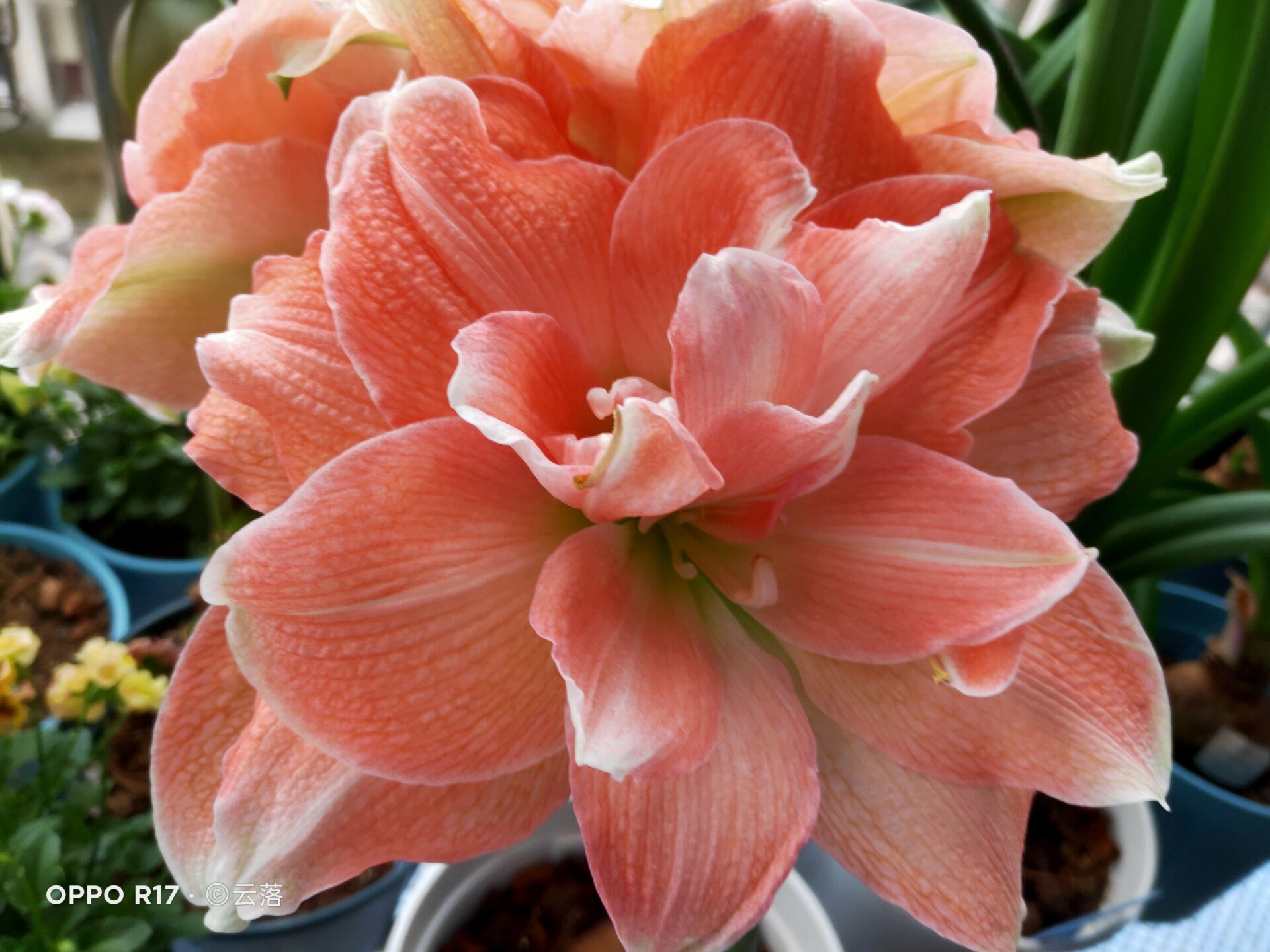 朱顶红:珊瑚之星