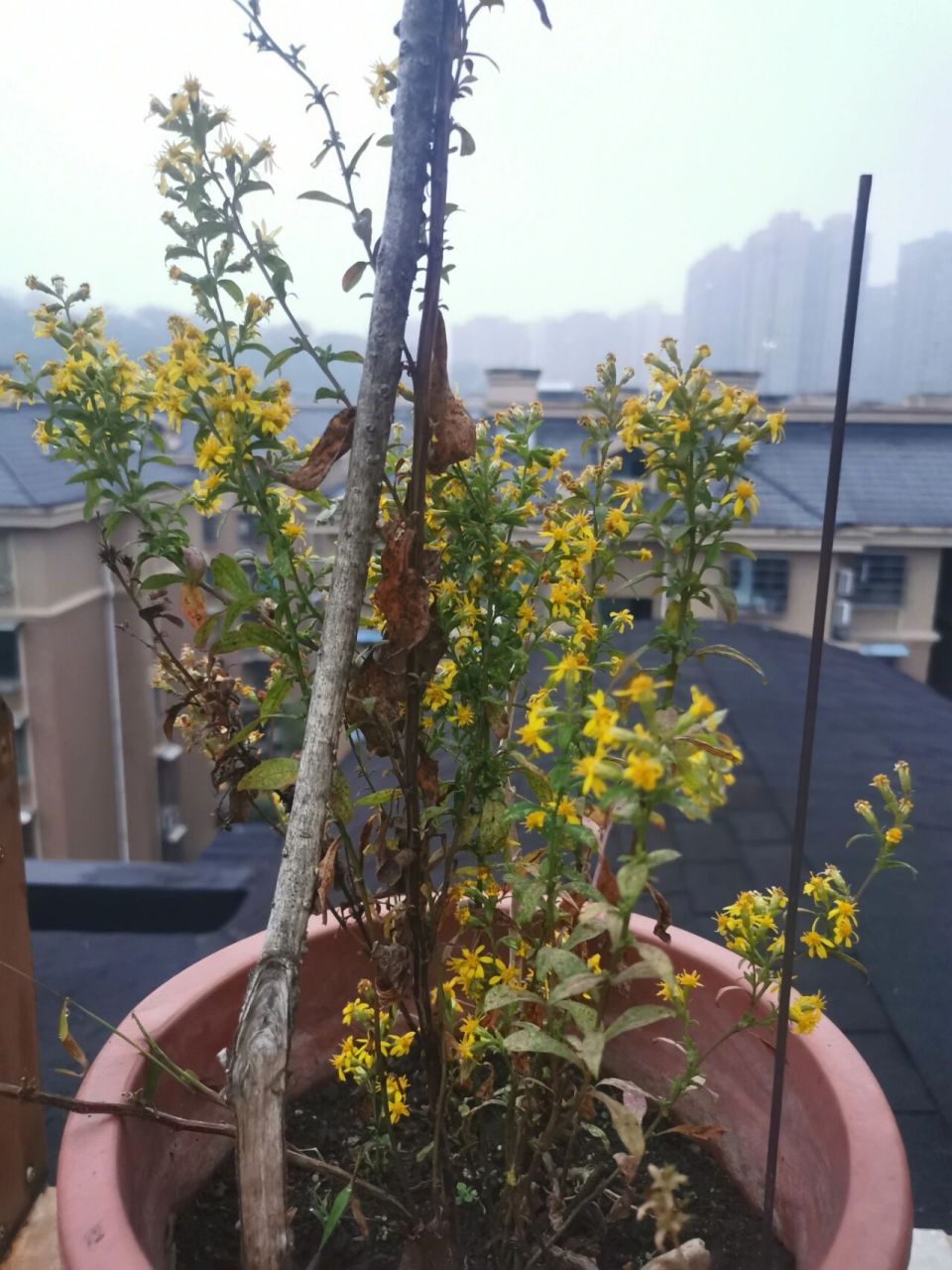 开黄花的植物药材图片