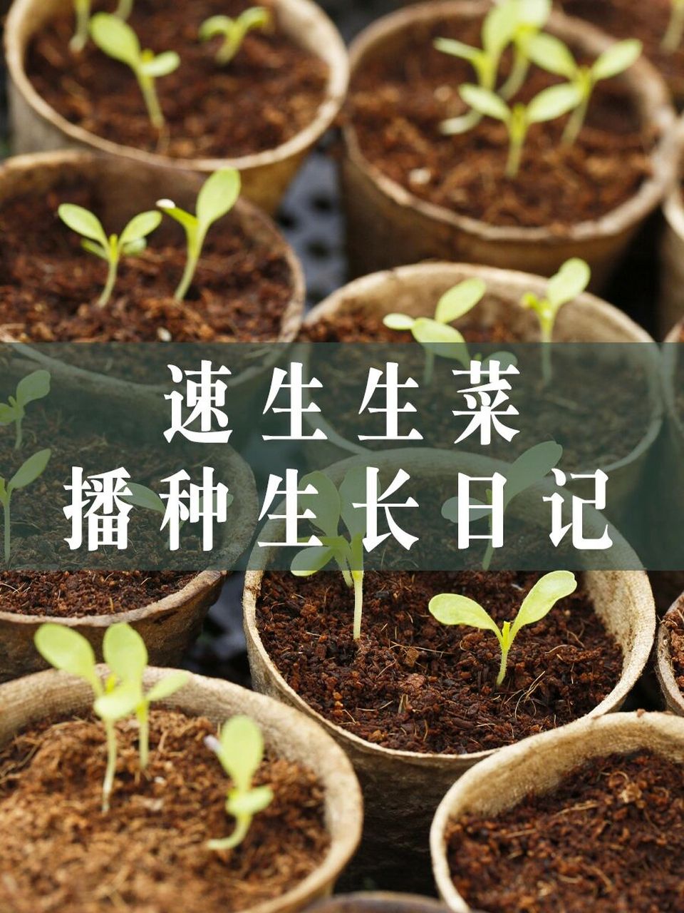 顺带的也播了一些蔬菜种子 今天来记录一下其中生菜的播种生长 这次播