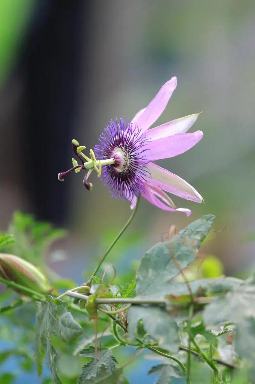 紫花西番莲,又名堇色西番莲,是西番莲科西番莲属的一种多年生常绿藤本