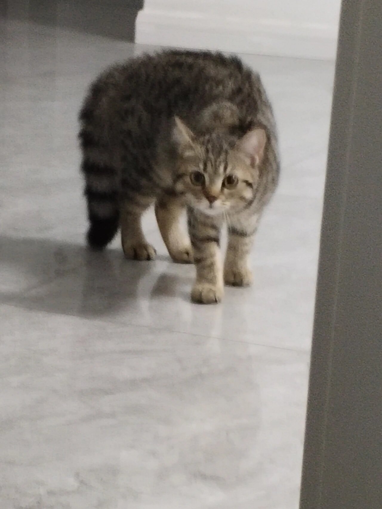 小猫咪弓着背炸毛,能有多可爱!