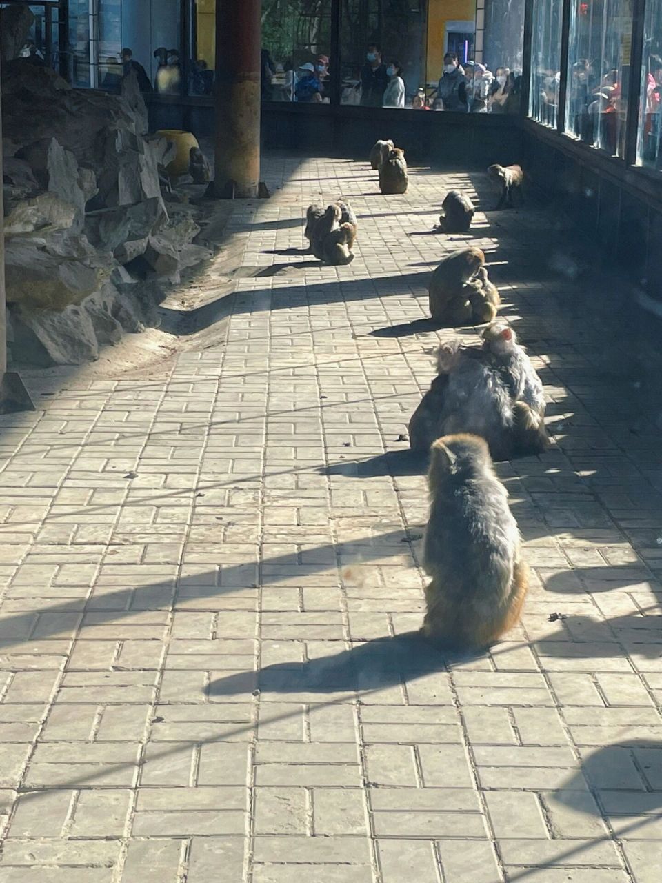 来北京动物园看火烈鸟了 附超详细游园攻略 北京动物园位于中国北京市