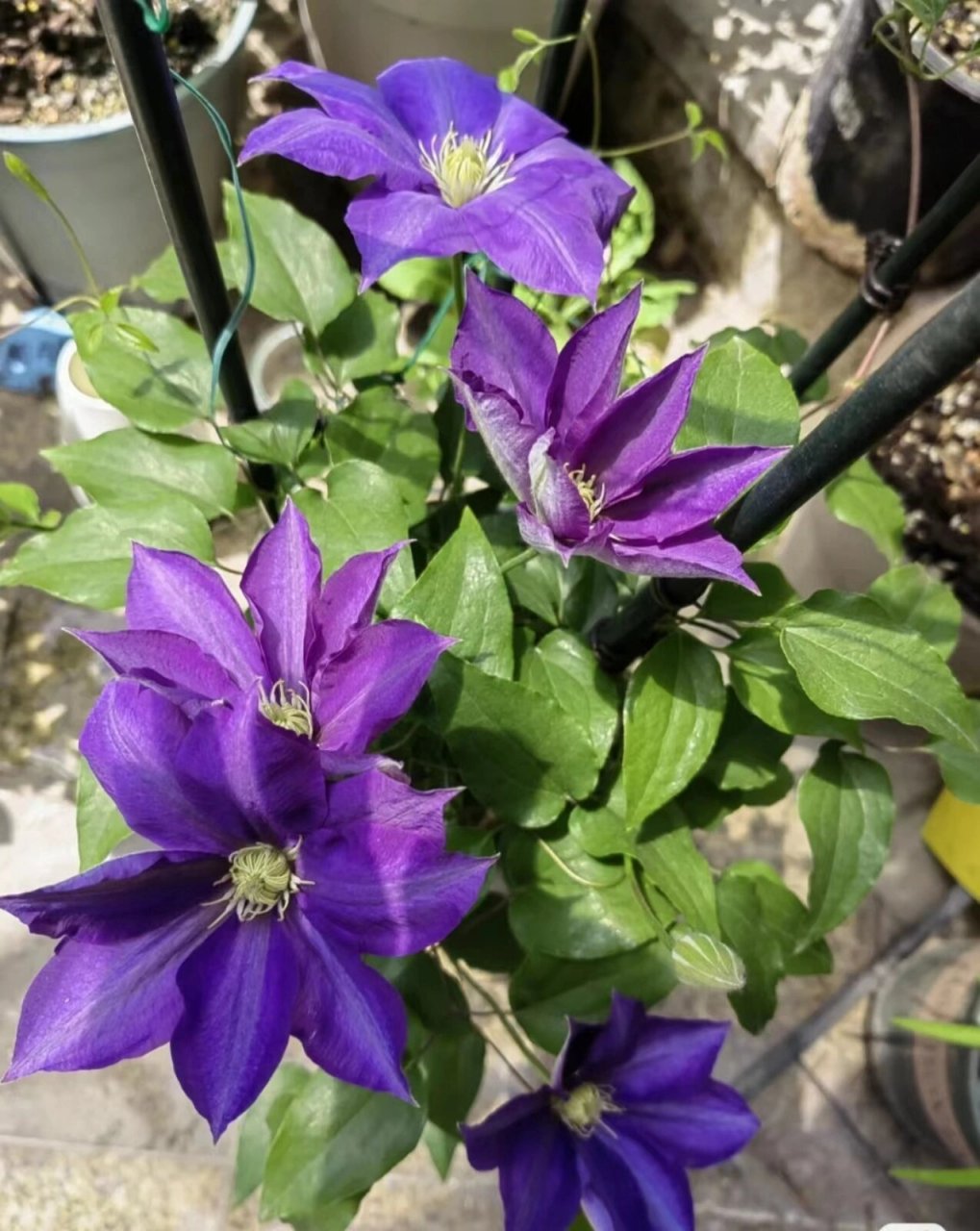 巴黎风情铁线莲 开花太诱人了