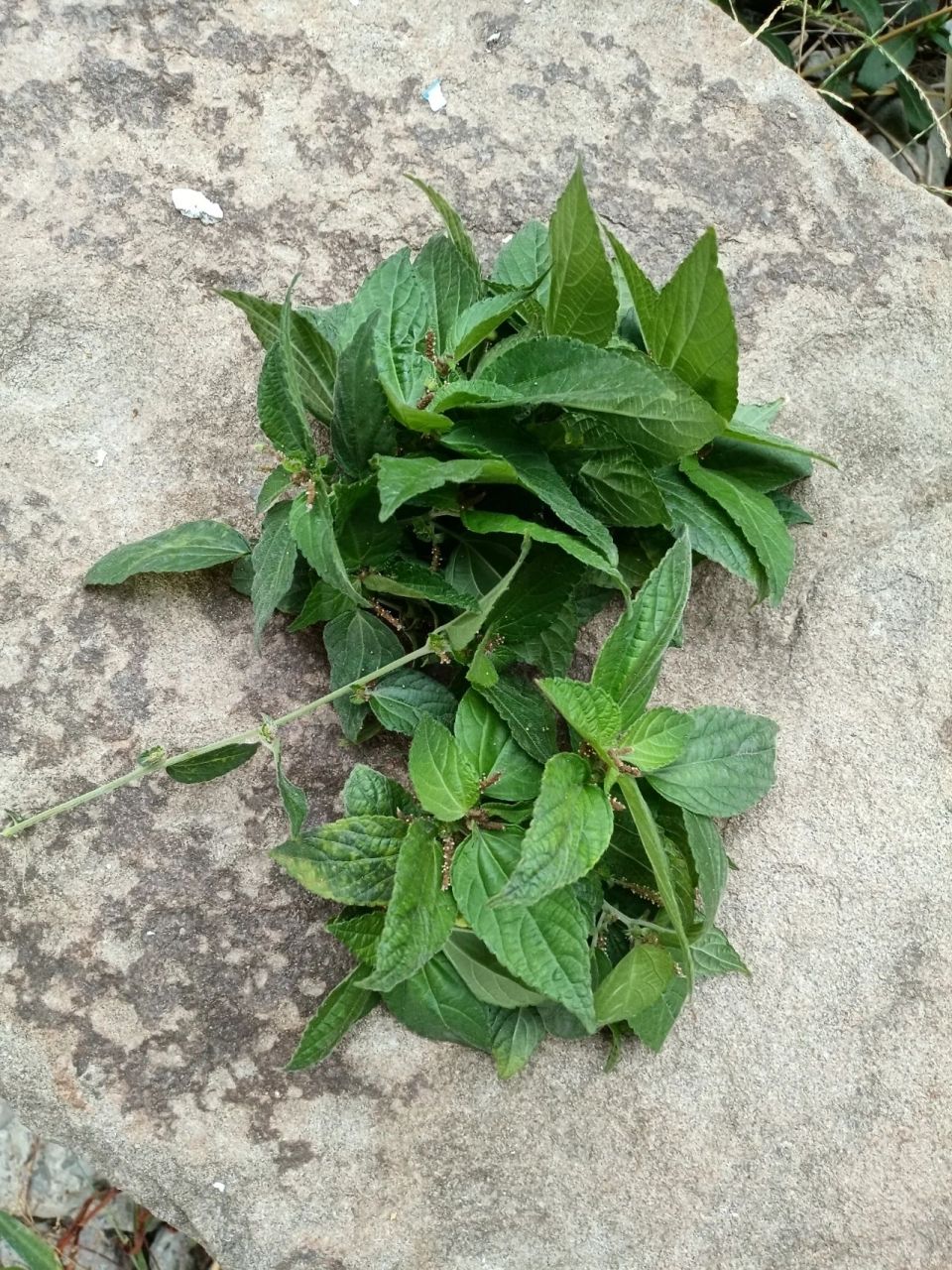 江边铁苋菜(又名血见愁)