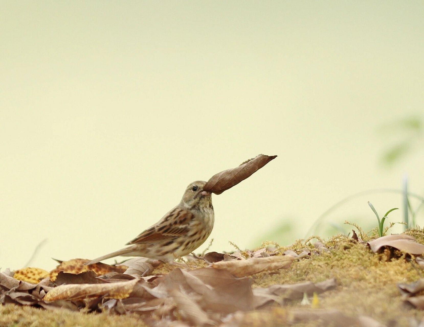 可爱精灵:灰头鹀,傻傻分不清麻雀和小鹀 灰头鹀,雄鸟嘴基,眼先,颊黑色