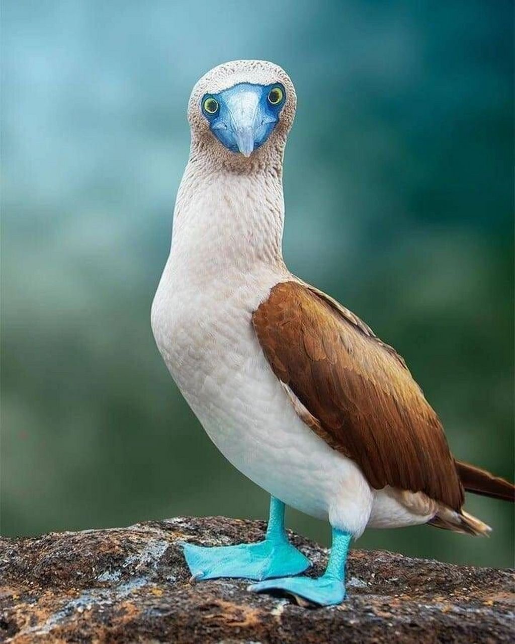 蓝脚鲣鸟国画图片