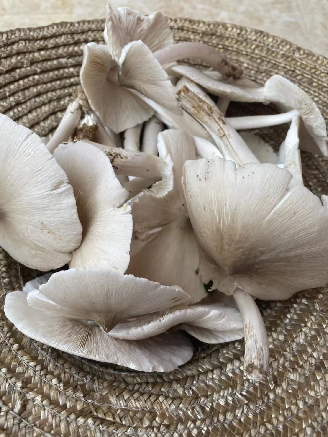 广西特色野生菌!