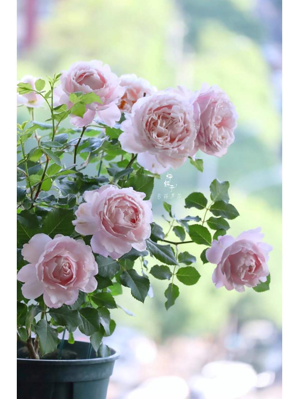 阳台党的月季索菲罗莎 索菲罗莎优缺点很明显,南方的朋友觉得花瓣薄