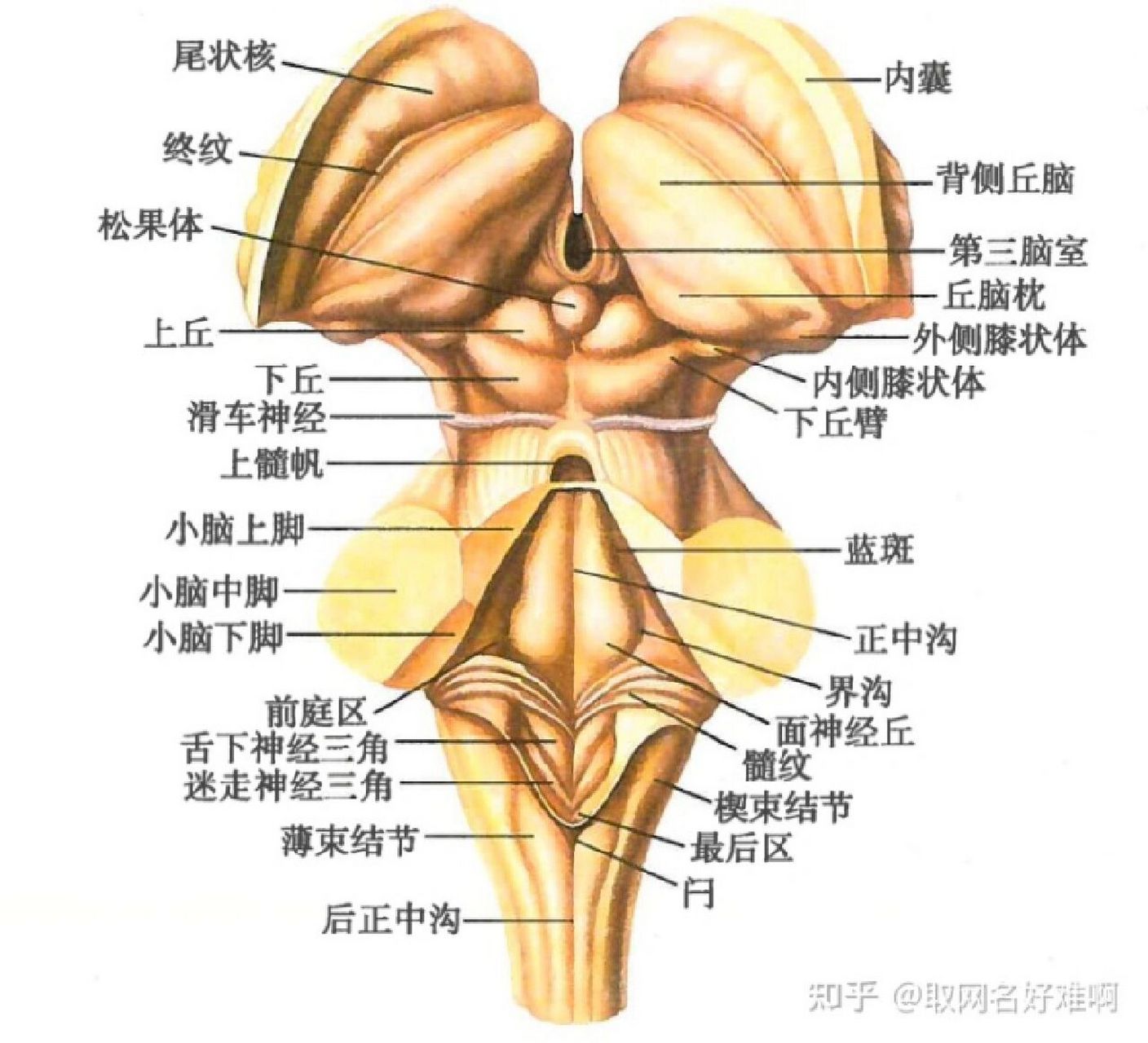 延髓锥体图片