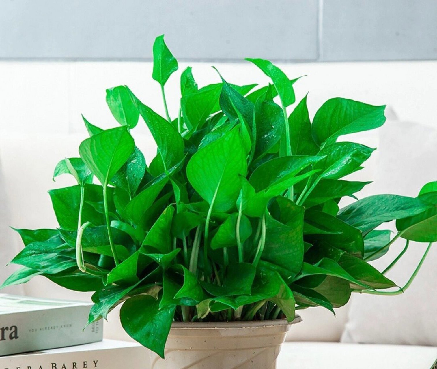 吸甲醛好养净化室内空气 每天认识适合室内种植的植物99 名称:绿萝