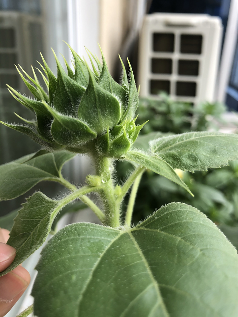 向日葵97长出好多个花苞,要掐吗?