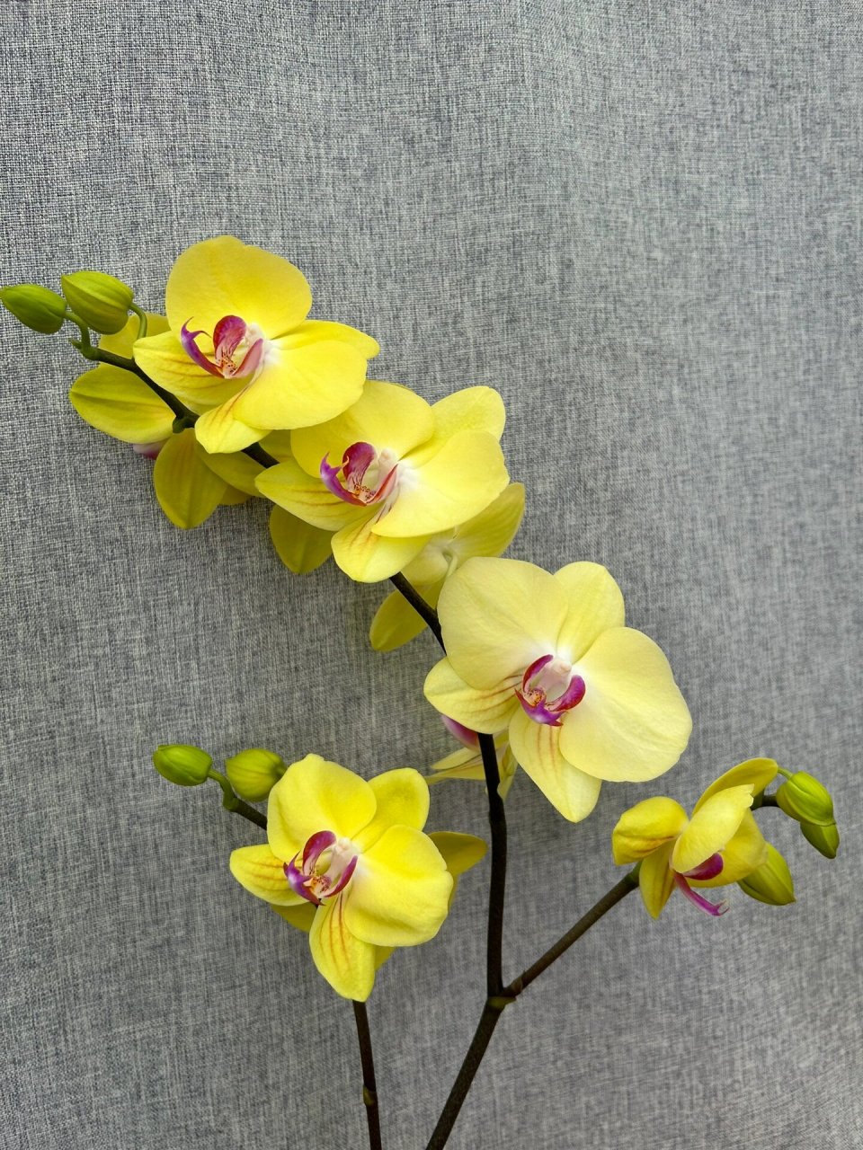 新手推荐蝴蝶兰:富乐夕阳 虽是普货中的普货!