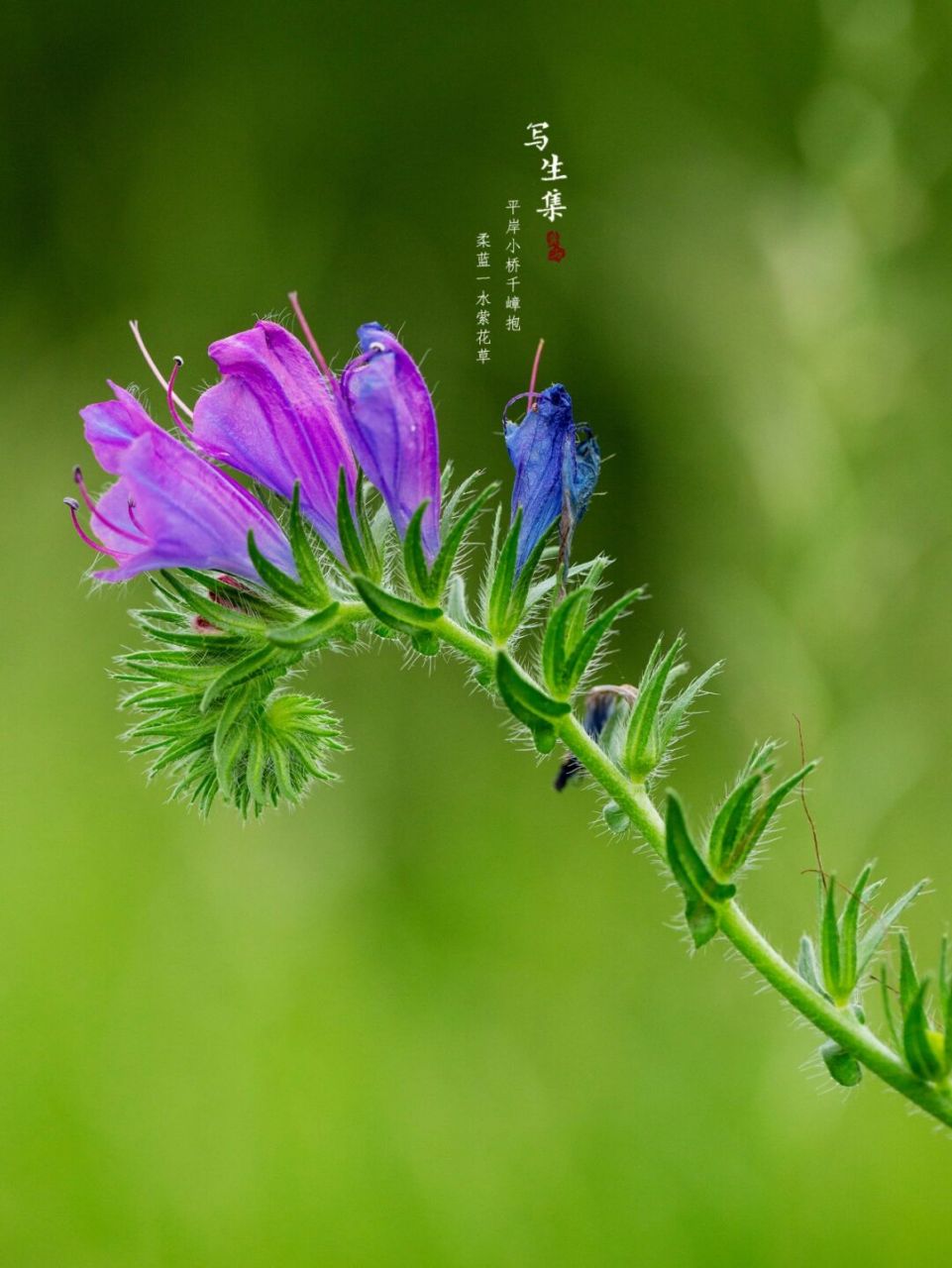 蓝蓟|写生集|六月的花 【花语】 蓝蓟的花语是老天保佑.