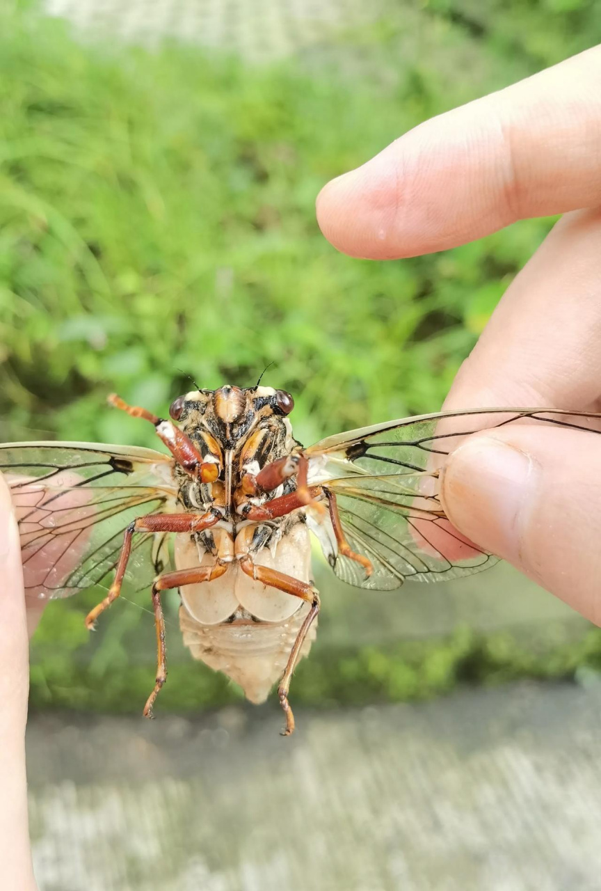城市观察员 早上去晨练,抓到一只母知了,巨大!