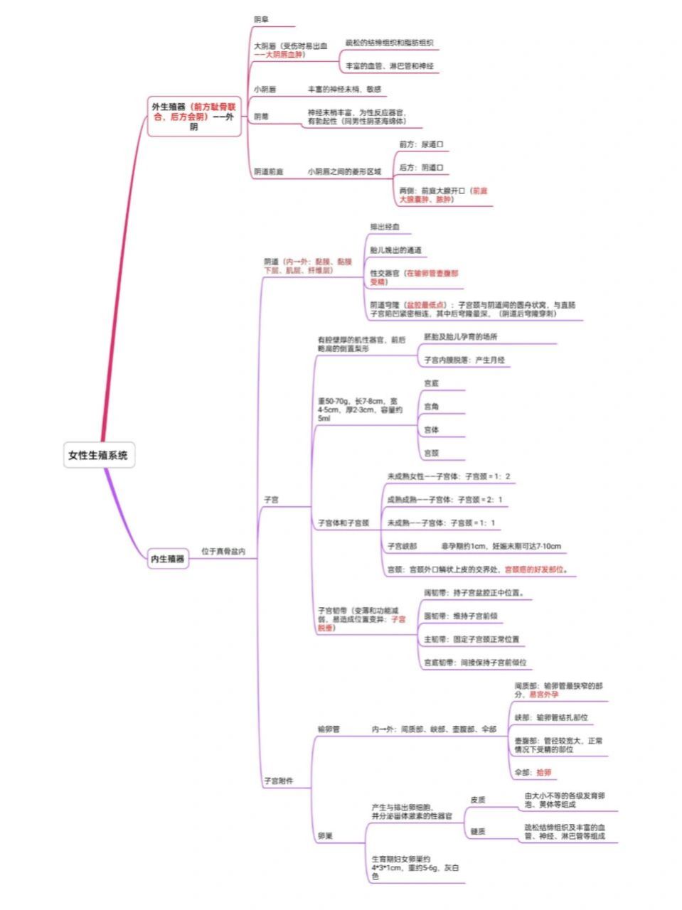 女性生殖系统—内外生殖器思维导图 自己总结纯分享