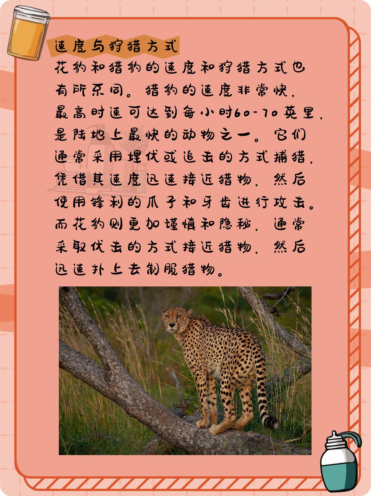 猎豹和花豹的区别图片