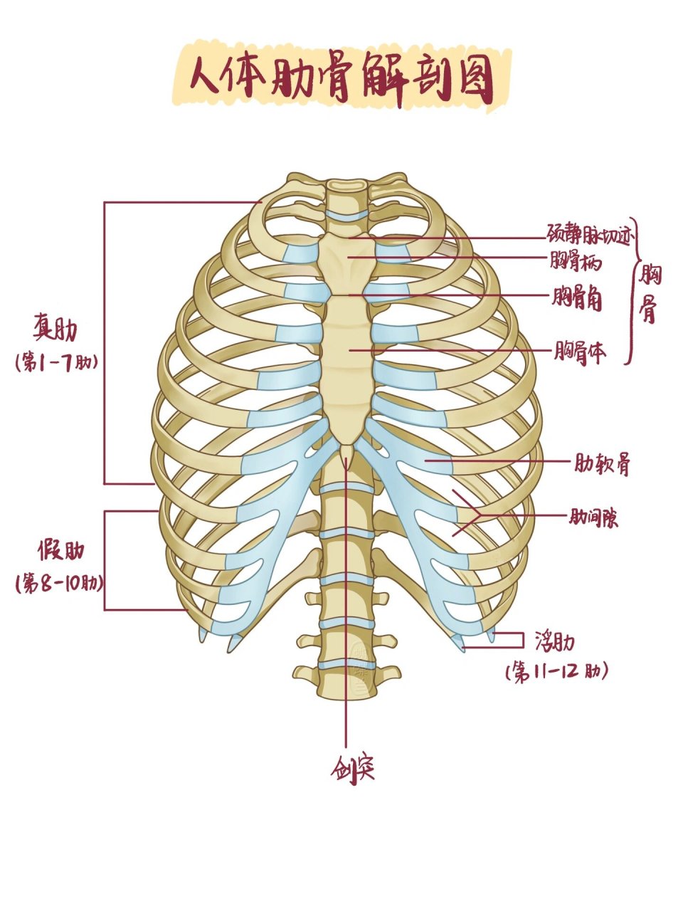 十二对肋骨图图片