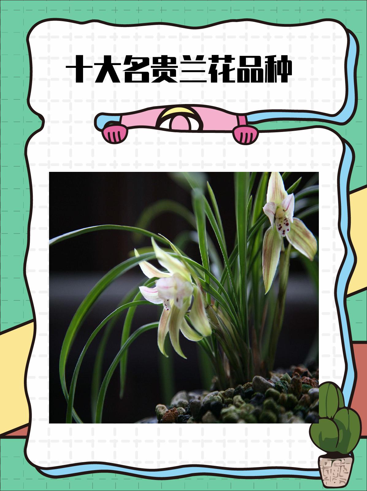 十大名贵兰花品种