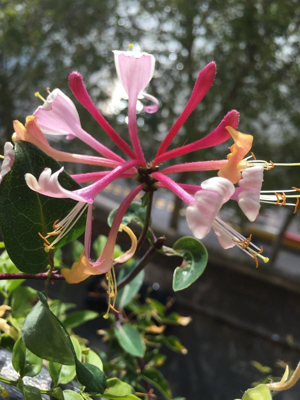 感觉初开的时候最美.同时这一款金银花也有香味.感觉比