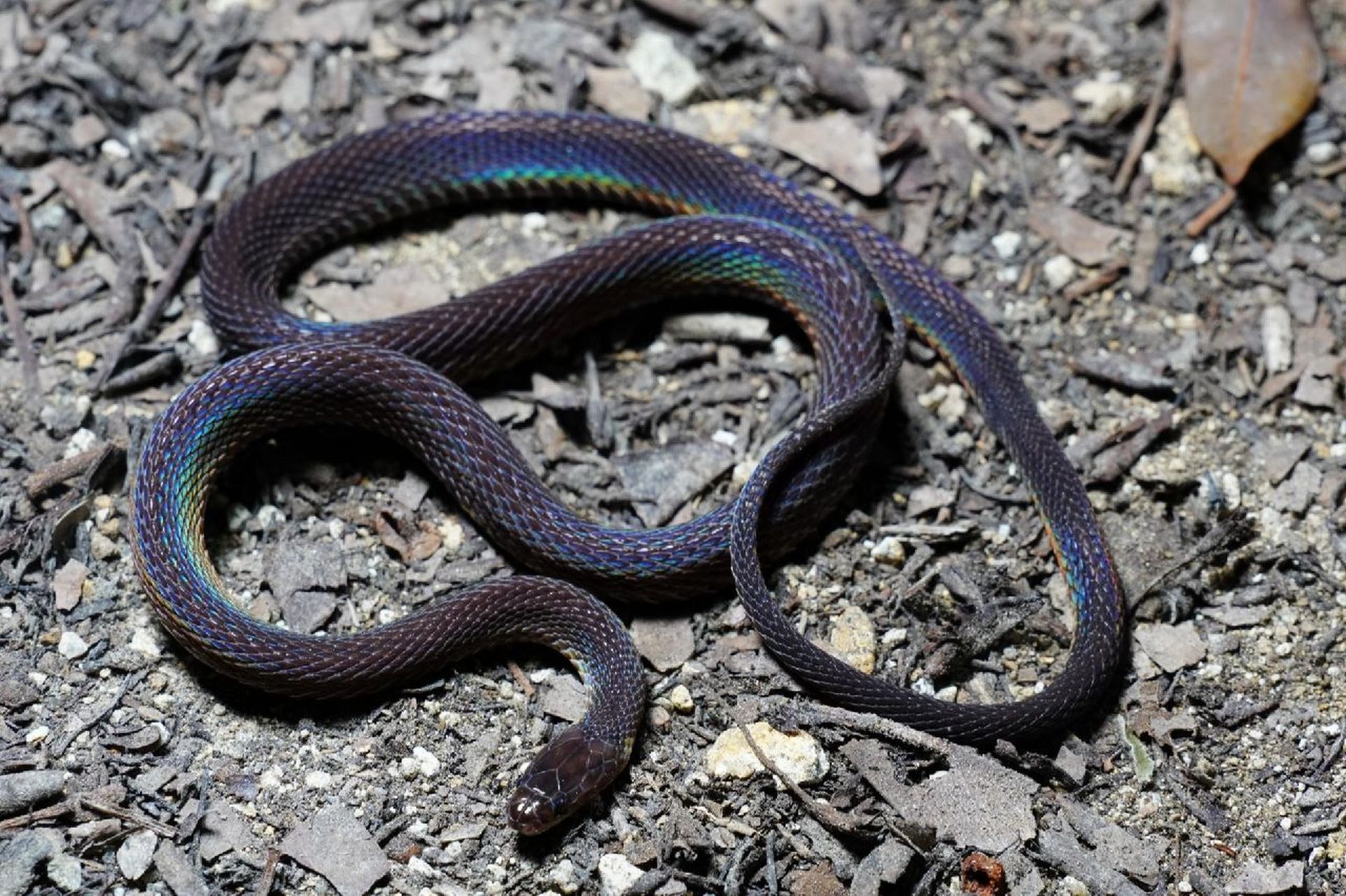 五彩斑斓的黑 黑脊蛇,一种夜行蛇,爱吃蚯蚓,不咬人,但是很活泼,不好拍