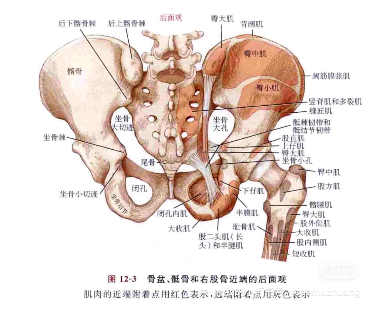 94功能解剖61髋部 36615坐骨73 94功能解剖61髋部 3