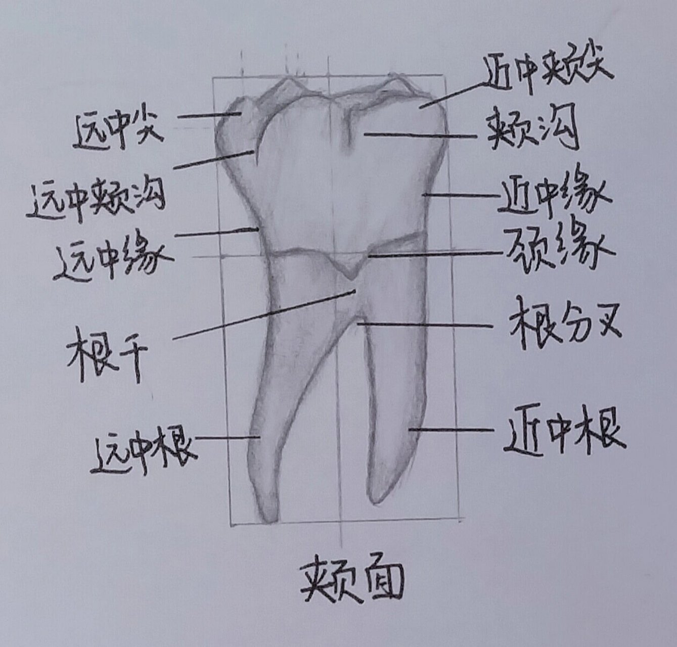 下颌第一磨牙绘制图图片